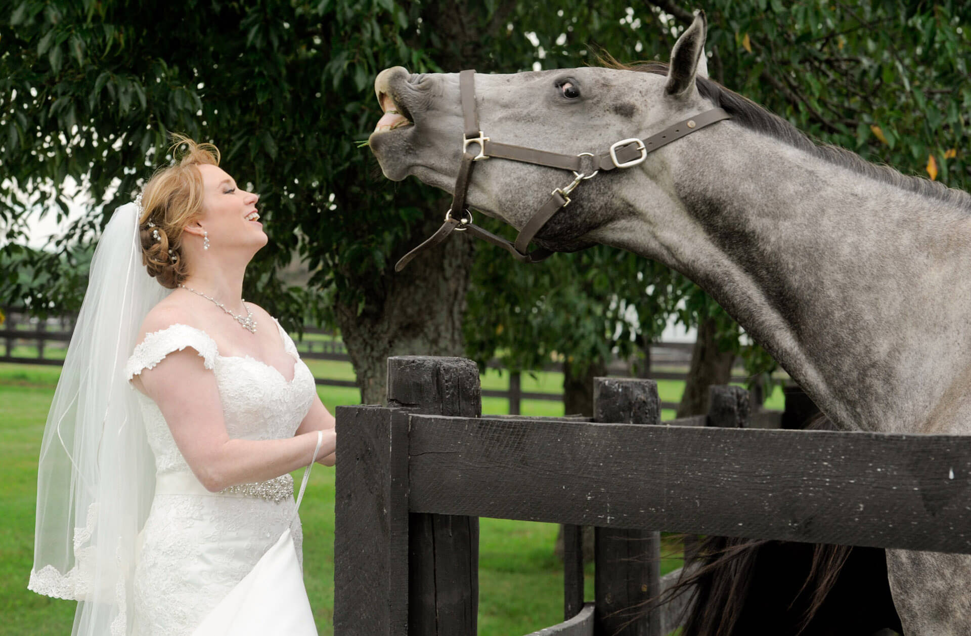 The bride laughs at a horse's attempt to spit on her during her Holly Hotel wedding in Holly, Michigan.