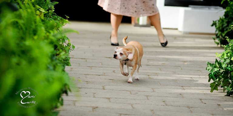 A friend chases after the dog for his grand entrance at the Planterra Conservatory wedding in West Bloomfield, Michigan.